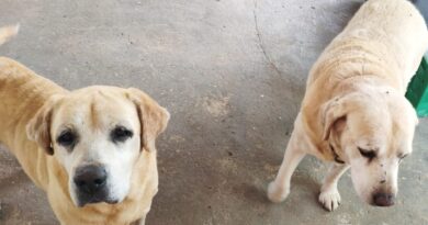 Gerência do Bem Estar Animal recebe denúncias de cães acoados e abandonados por veranistas e moradores.