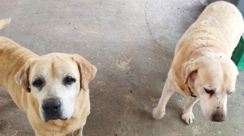 Gerência do Bem Estar Animal recebe denúncias de cães acoados e abandonados por veranistas e moradores.