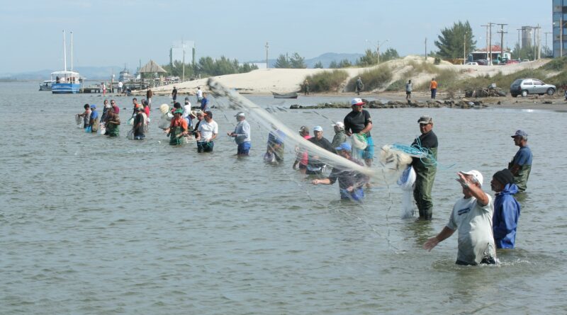 A população de botos, 23 a 27 indivíduos auxiliam os pescadores encurralando o cardume de peixes e indicando por meio de uma sequência de sinais.