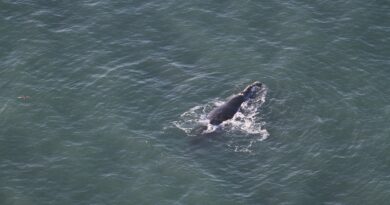Primeiro monitoramento da temporada 2018 de baleia-franca em Santa Catarina