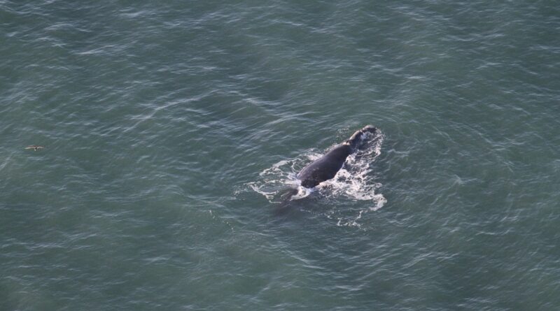 Primeiro monitoramento da temporada 2018 de baleia-franca em Santa Catarina