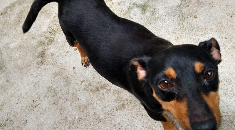 Mãe de seis filhotes, ela recebe mora na casa de uma cuidadora.