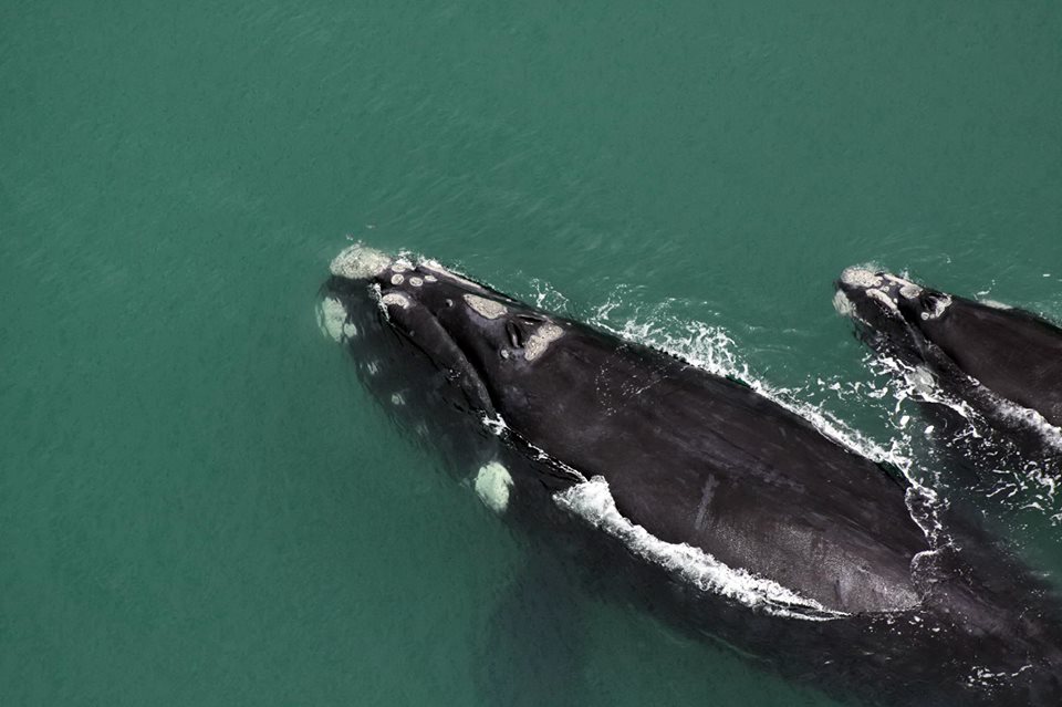 Segue emperrado o turismo de observação de baleias em SC